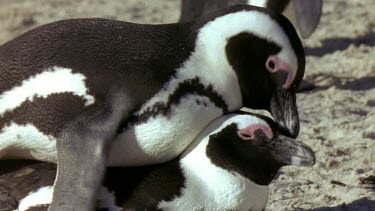 Penguins mating on beach