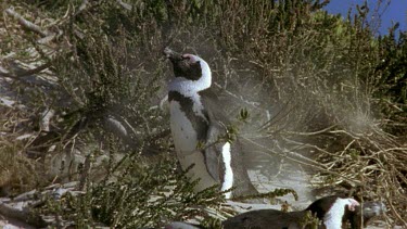 Digging hole for eggs