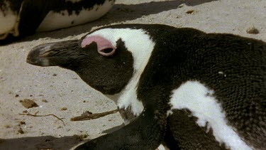 Head of egg laying female