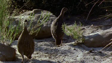 Frankolin birds move off frame as mongoose walks into frame