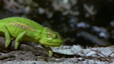 Chameleon walking quickly to escape smoke and fire