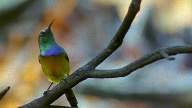 Sunbird with fire close in BG