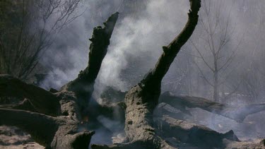 Skeleton of dead tortoise, burnt to death in bush fire