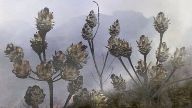 CU. Burnt protea comb, stimulated by heat of fire, opens. Seeds inside will now disperse