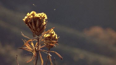 Protea seed blows off opened cone