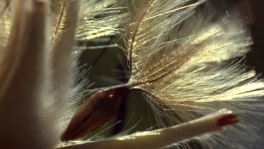 Protea seeds blow off opened cones