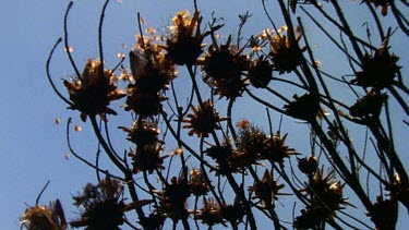 Protea seed snatched by mouse