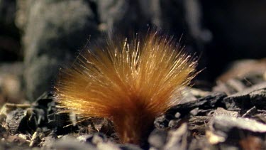 Mouse eating protea seed