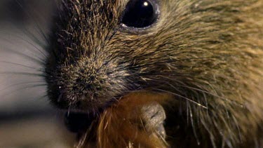 Three mice eating protea seeds