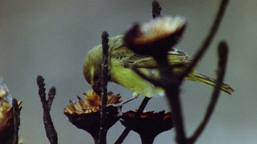 Protea seeds fall on ground