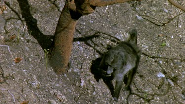 HA. Baboon eating seed