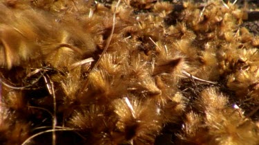 Protea seeds blowing along ground