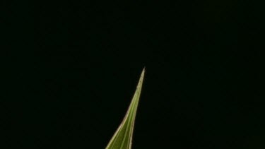 New shoot of Watsonia growing from burnt ground, flowers opening and blooming