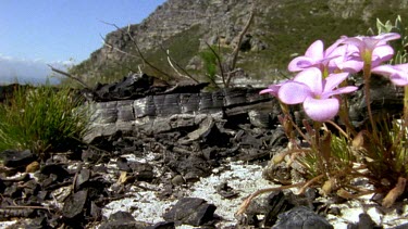 Angulate tortoise hatchling walking along burnt ground past pink oxalis flower bloom