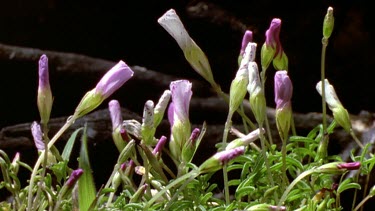 White oxalis flowers opening and blooming