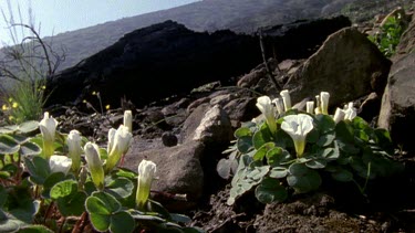 White oxalis flowers opening and blooming