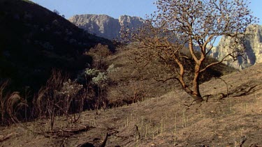 CGI Plants growing to totally cover burnt hill in green.