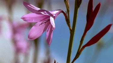 Male Carpenter bee defends territory of Watsonia flower.