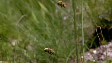 Two male carpenter bees flying. One hovers aggressively over the other in attempt to threaten rival from his territory