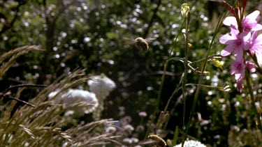 Two male carpenter bees flying. One hovers aggressively over the other in attempt to threaten rival from his territory