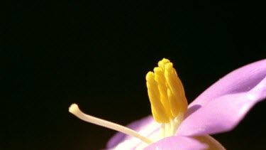 Bee trying to feed on pollen of open orphium flower but is unable to release pollen. Flies off.