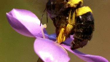 Female carpenter bee feeding on pink orphium flower. Her specific droning buzz is the correct frequency to make the flower release its polllen. No other bee can feed on this fllower.