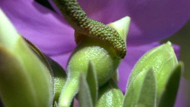 Chameleon places foot gingerly on plant