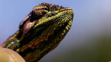 Chameleon head, opening mouth to stick out tongue