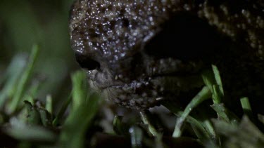 fat earthworm crawling on ground at night