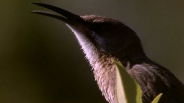 Sugarbird calling