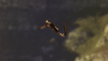 Sugarbird with beautiful long tail, hovering