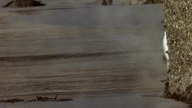 Penguins waddle down beach