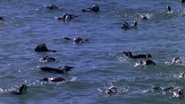 Penguins swimming playfully in gentle rolling waves