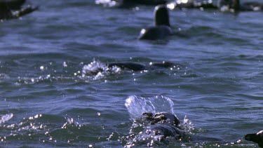 Penguins swimming playfully in gentle rolling waves