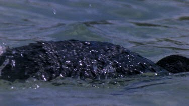 CU. Penguin rolling in water