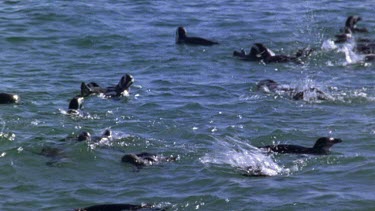 Penguins swimming playfully in sea