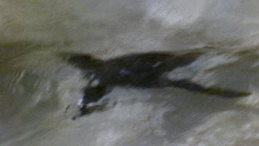 Penguin flies throug the water