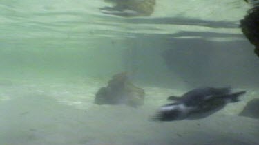 Penguin swimming underwater