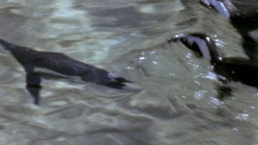 Penguins swimming underwater in very clear water