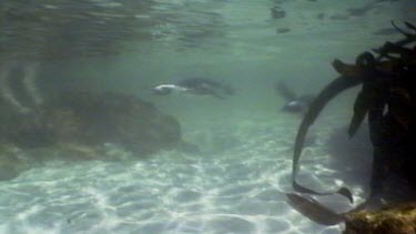 Penguin swimming underwater