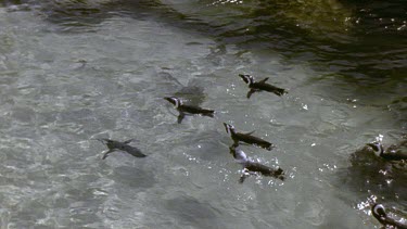 Penguins swimming underwater in very clear water