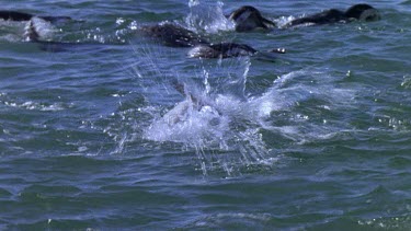 Penguins swimming