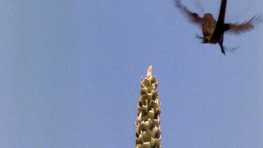 Sugarbird lands on apex of plant, showing off very long tail feathers