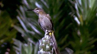 Sugarbird calling, flies off