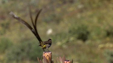 Sugarbird, perched, displaying very long tail feathers