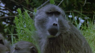 One baboon hits the sleeping baboons. Chacma baboons sleeping huddled together for warmth