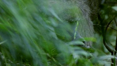 Baboons in trees blown about by strong winds