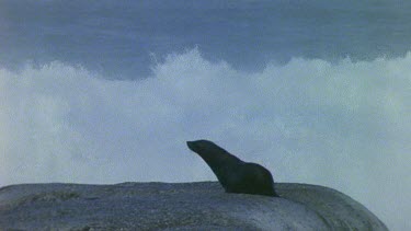 Strong wave crashes over seal