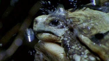 Tortoise in rain, retracts into its shell