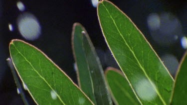 Rain hits leaves